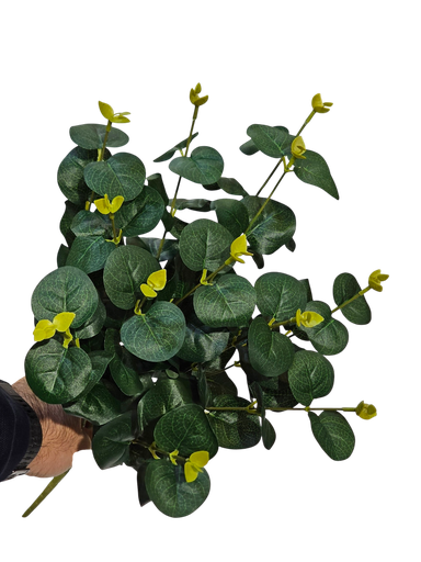 یوکالیپتۆس