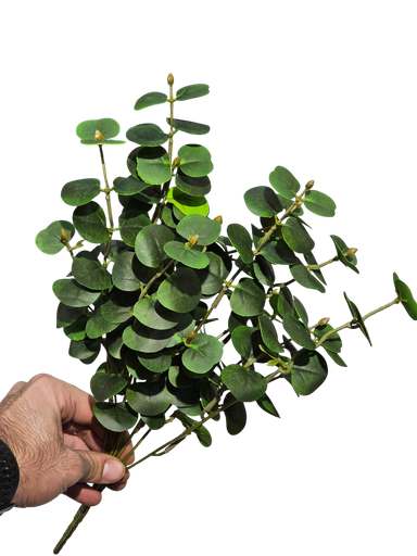 الأوكالبتوس