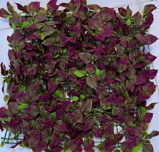 40*60 جرينوول