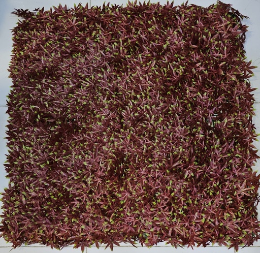 جدار أخضر 100*100