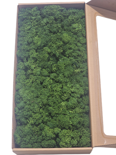 قەوزەی ئاسکی سروشتی