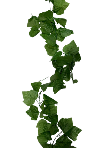 گەڵای درێژی 3 مەتر