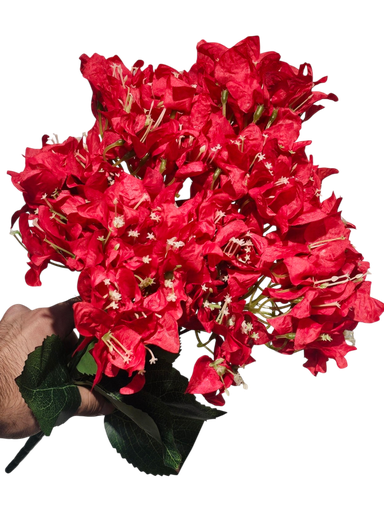 Red Bougainvillea 
