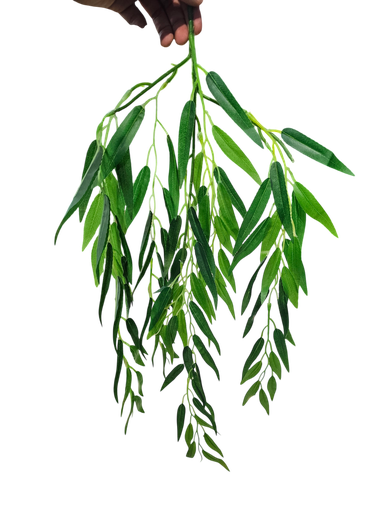 leaves
