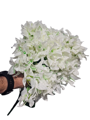 بوگەنڤیلیای سپی