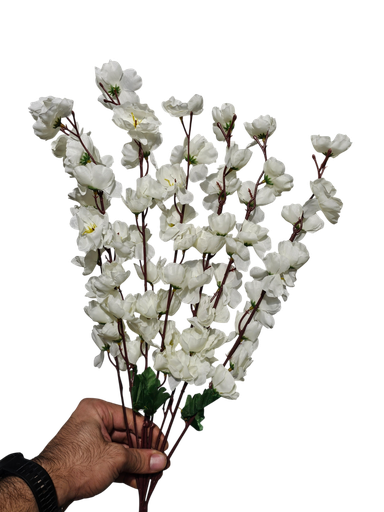 خونچەی گێلاسی سپی