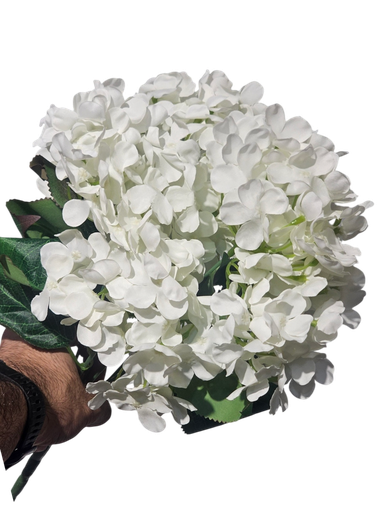 White Hydrangea