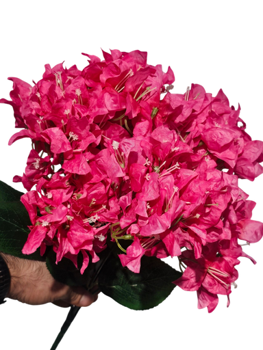 Wine Color Bougainvillea
