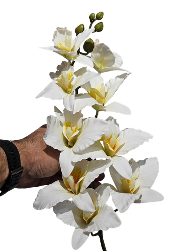 دراگۆن ئۆرکید