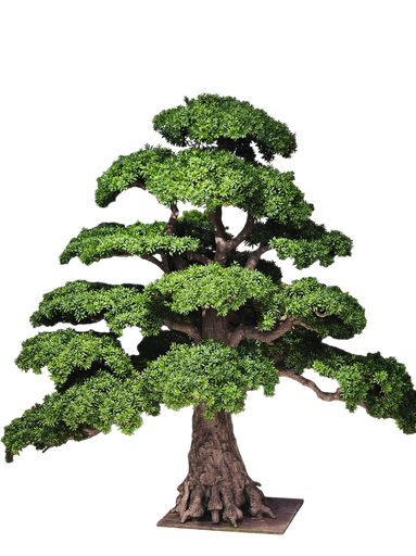 درەختی بۆنسای