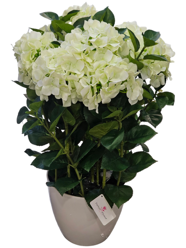 large hydrangea 