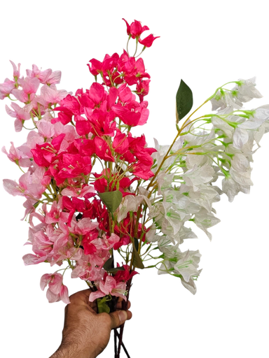 bougainvelia