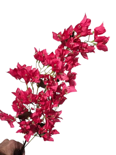 bougainvelia