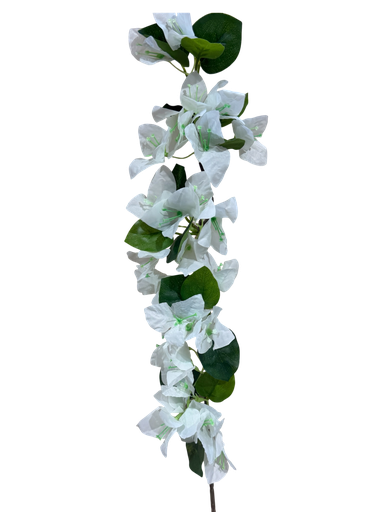 بوگەنڤیلیای بچووک