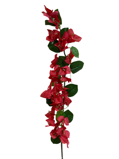 small bougainvelia