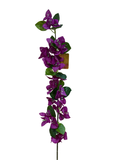 بوگەنڤیلیای بچووک