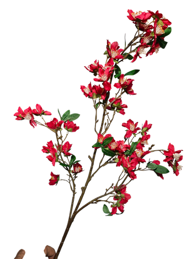 لقی گوڵە سوورەکان