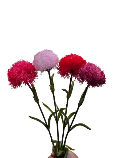 carnation flower