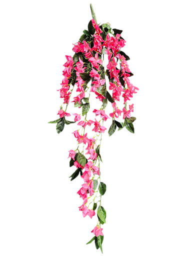 بۆگەنڤێلیا