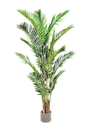 شجرة بطول 180 سم