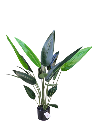 شجرة الموز 110 سم.