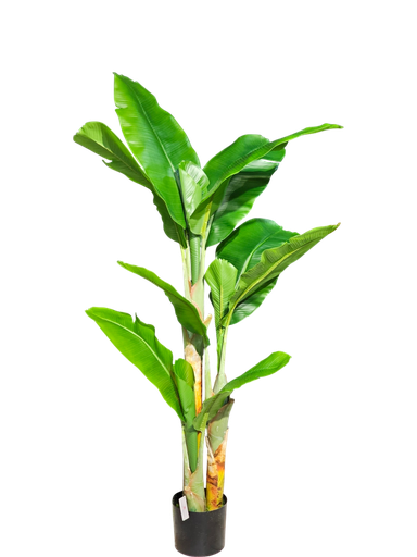 شجرة الموز 160 سم