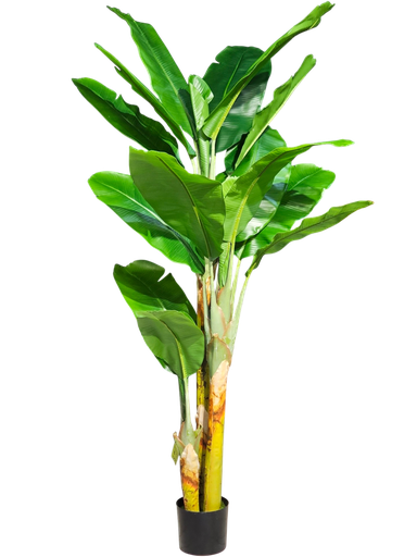 داری مۆز 180 سم