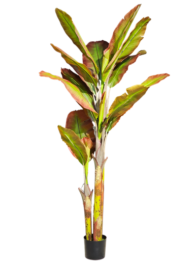 شجرة الموز الأحمر 210 سم