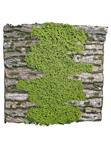 moss with tree trunk