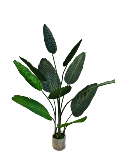 شجرة الموز 140 سم