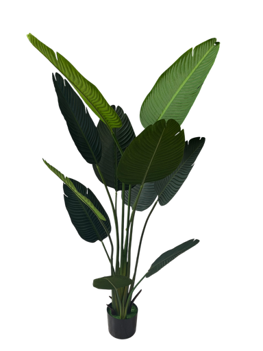 Banana tree 140 cm