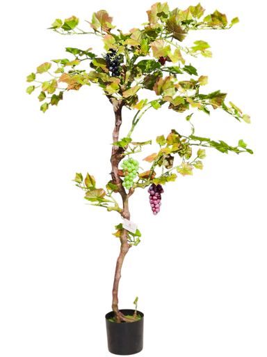 كرم العنب 205 سم