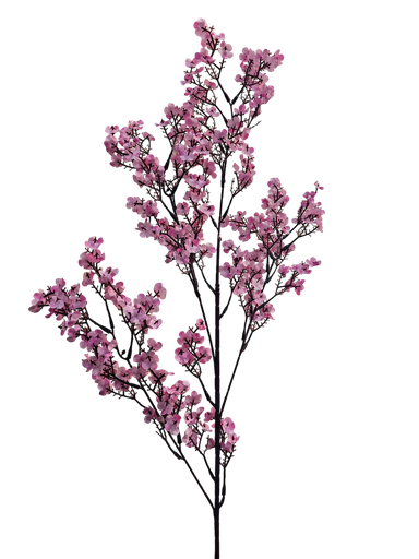 لقی خونچەی قۆخ