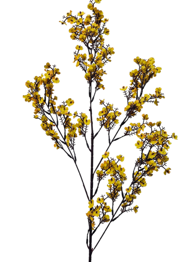 peach blossom branch