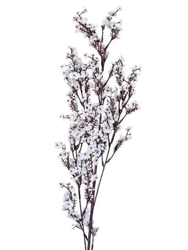 لقی خونچەی قۆخ