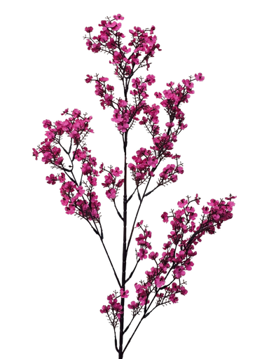 لقی خونچەی قۆخ