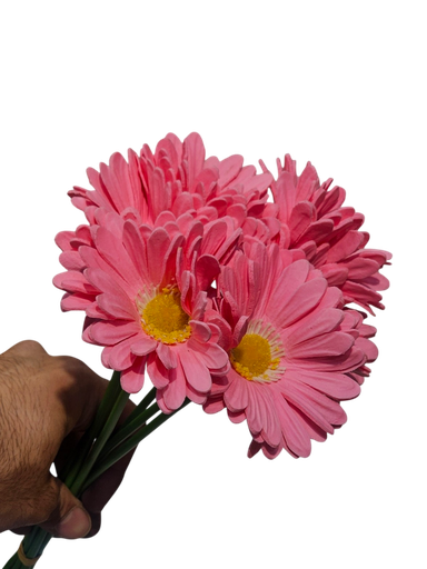 پەمەیی دەیسی