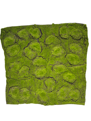 طحلب السجاد