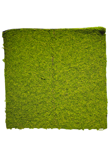 طحلب السجاد