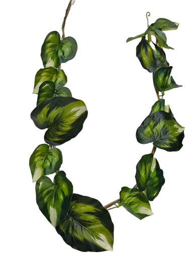 أوراق كبيرة معلقة