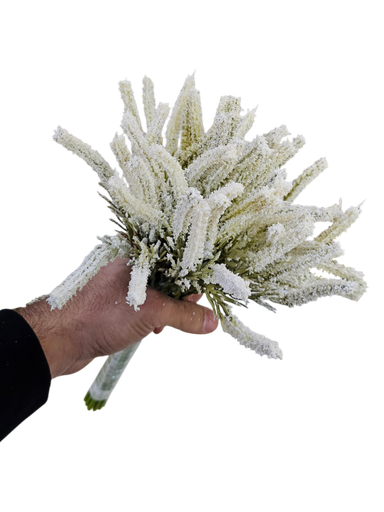 لاڤێندەری سپی