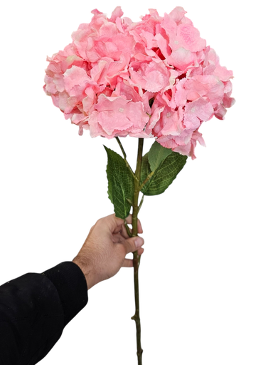 هایدرانگیا بۆڵ پەمەیی