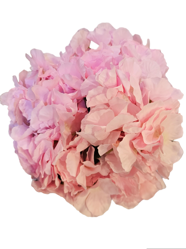 Hydrangea pink