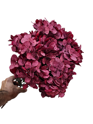 Red Hydrangea