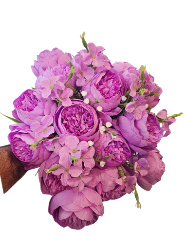 گوڵی ئەرخەوانی