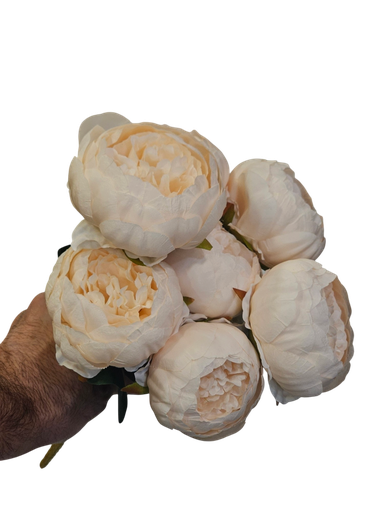 creamy peony