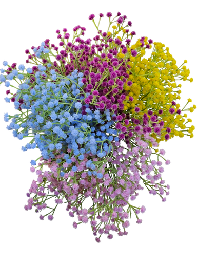 Chipsophilia