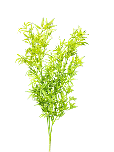 فروع الأوراق