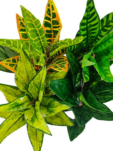 فروع الأوراق