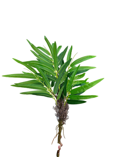 فروع الأوراق